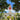 T-shirt Prince de Bel-air Sainte-Suzanne (Coton Bio Marmaille)
